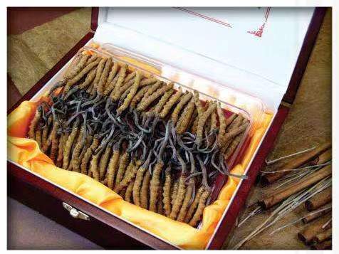 加茂镇冬虫夏草回收